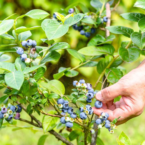 Growing Blueberries for Winter Garden | Calloway's Nursery