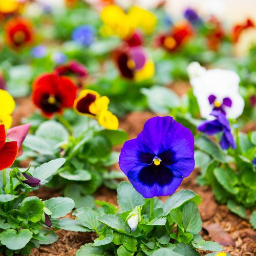 Pansies for Winter Garden | Calloway's Nursery