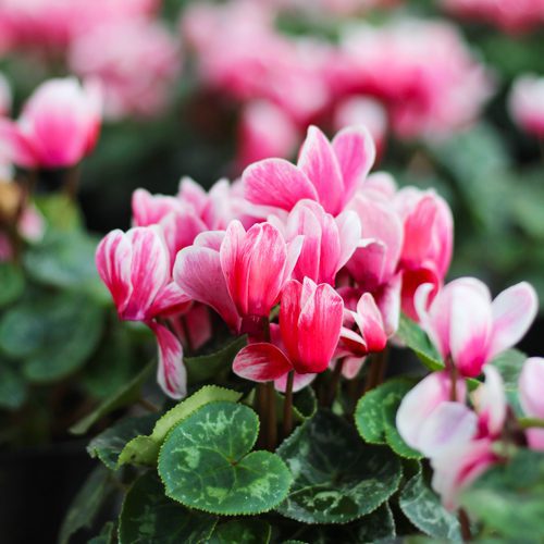 Cyclamen for Winter Garden | Calloway's Nursery