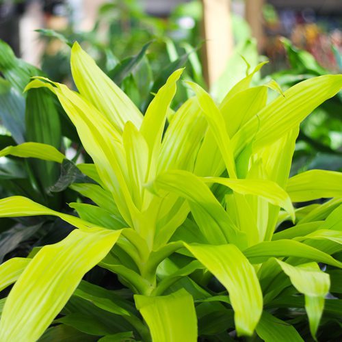 Indoor Plants for Winter Garden | Calloway's Nursery