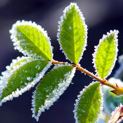 frost on plant