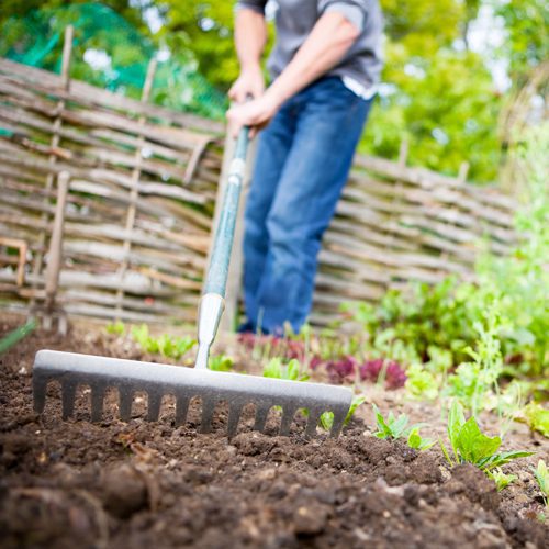 Spring Plant Soil for Winter Garden | Calloway's Nursery