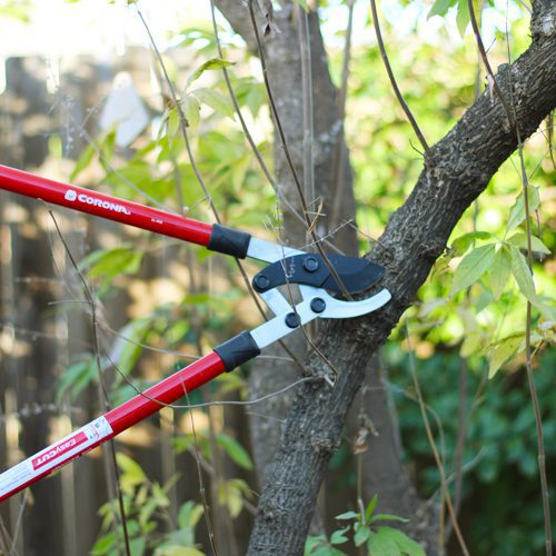 Remove Dead Limbs and Troubled Plants for Winter Garden | Calloway's Nursery