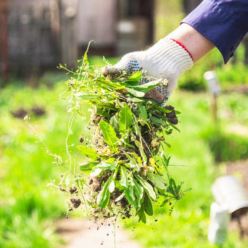 Weed Removal for Winter Garden | Calloway's Nursery