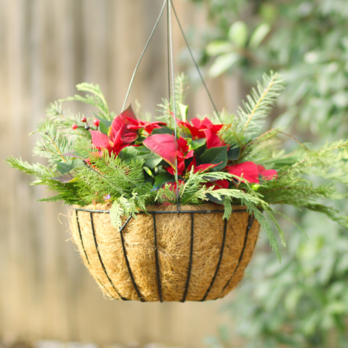 hanging poinsettia baskets