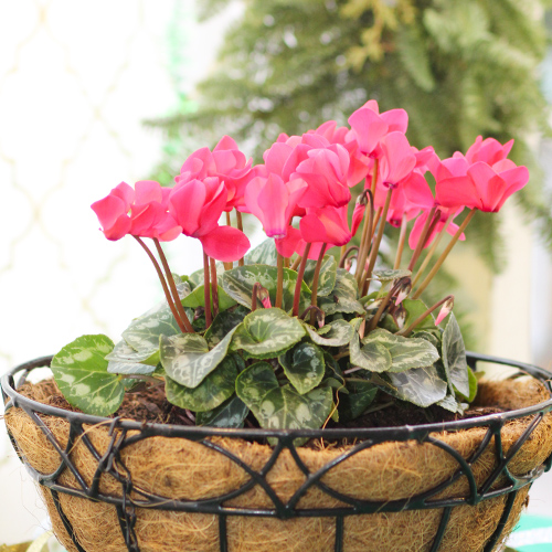 cyclamen