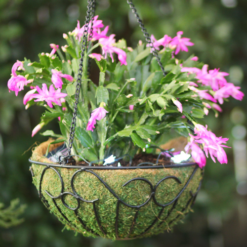 christmas cactus