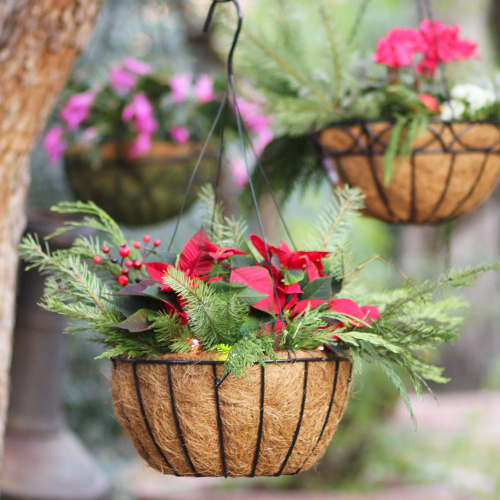 holiday hanging basket ideas