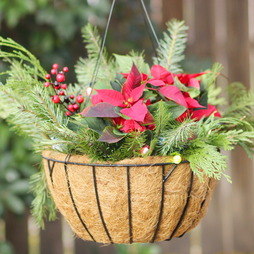 poinsettia hanging basket