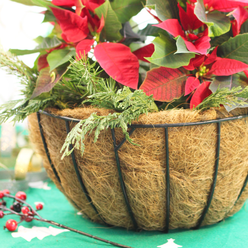 textured evergreens