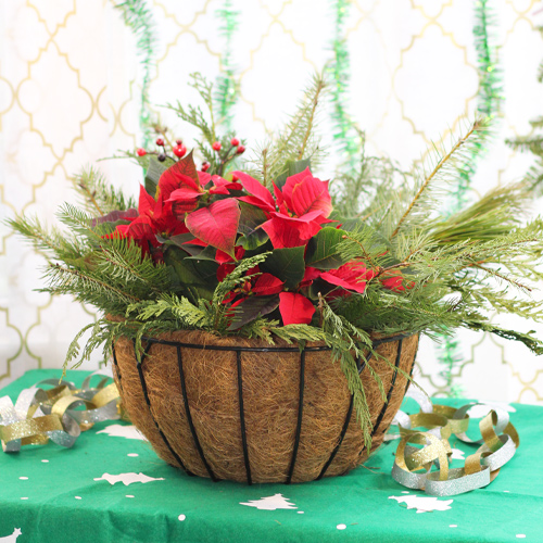 hanging poinsettias