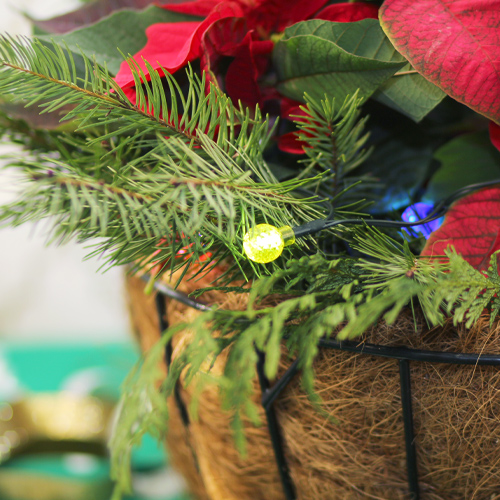 festive flair on hanging baskets