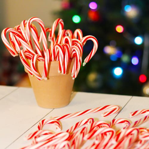 candy canes in pot