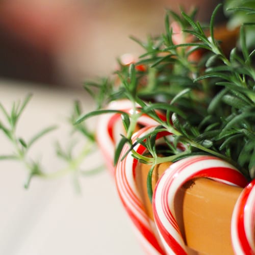 rosemary close up