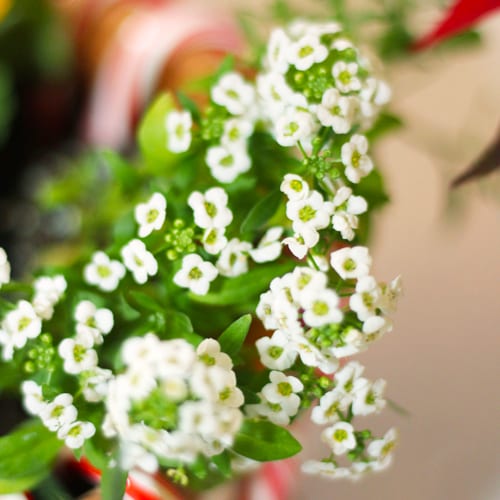 alyssum close up