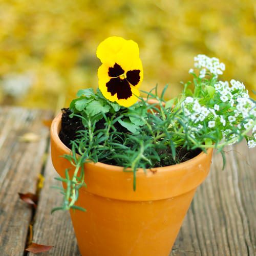 container garden outside