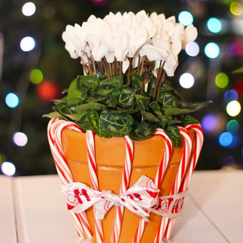 white cyclamen in candy cane pots