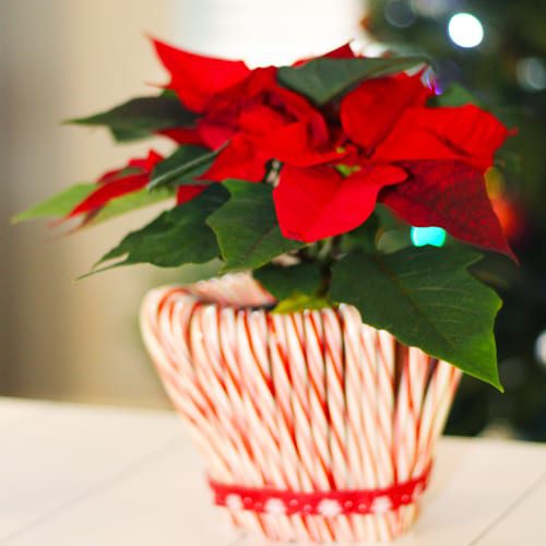 poinsettias in candy cane pottery