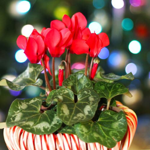 red cyclamen close up