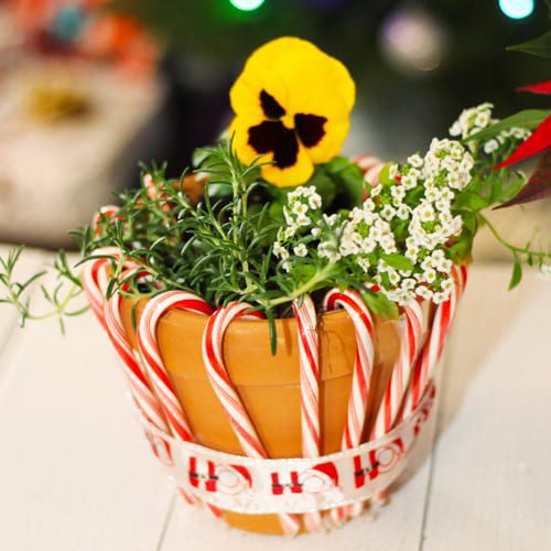 candy cane container garden