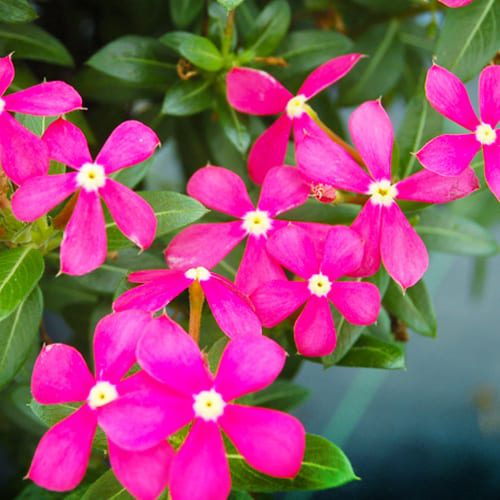 Summer Flowers coral catharanthus