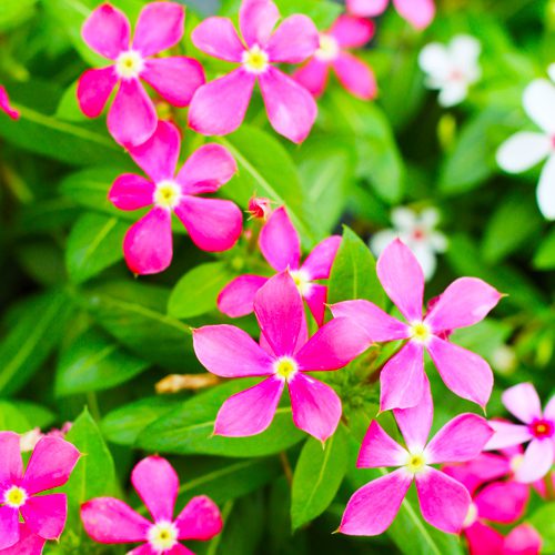 Summer Flowers Soiree® Kawaii Catharanthus