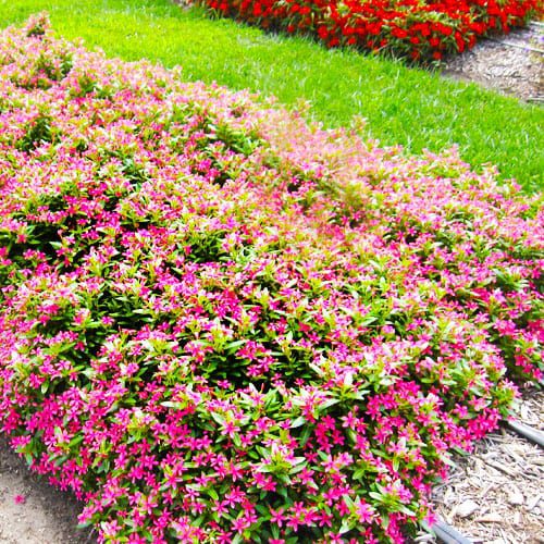 Summer Flowers Soiree® Kawaii Catharanthus in flowerbeds