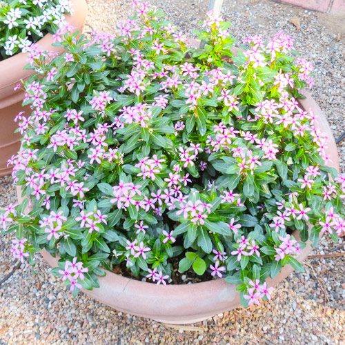 Summer Flowers light purple catharanthus