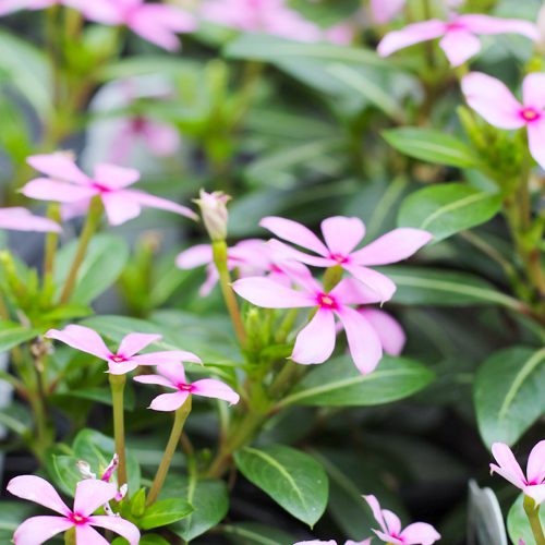 Summer Flowers light purple Soiree® Kawaii Catharanthus