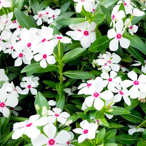 Summer Flowers white peppermint Catharanthus