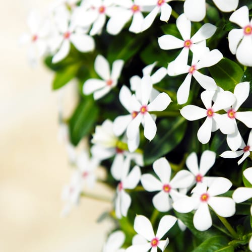 Summer Flowers white peppermint Soiree® Kawaii Catharanthus