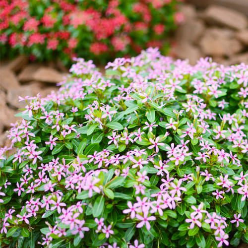 Summer Flowers Soiree® Kawaii Catharanthus plants