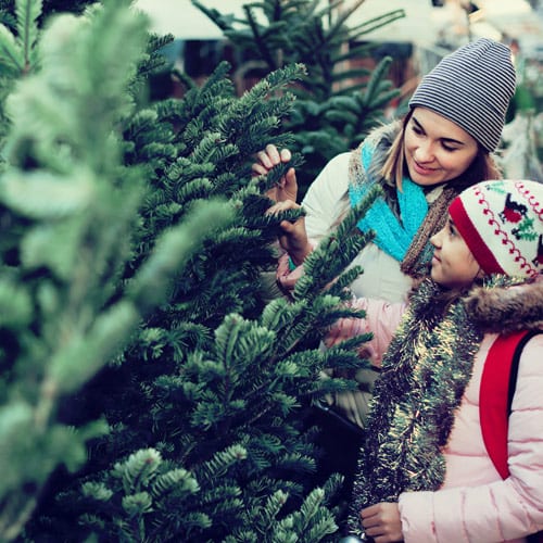 fresh-cut christmas trees