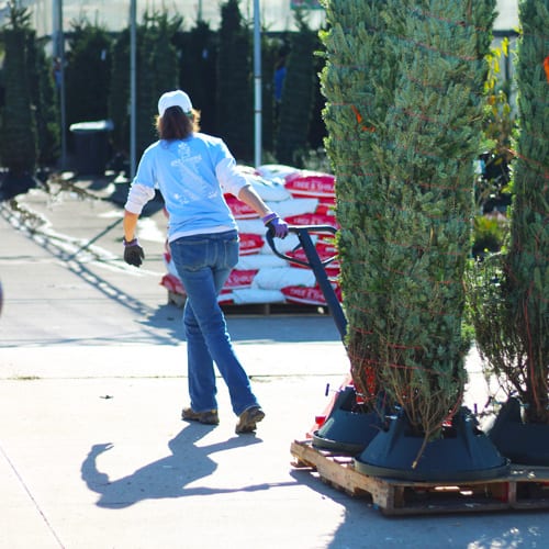 carrying trees to get watered