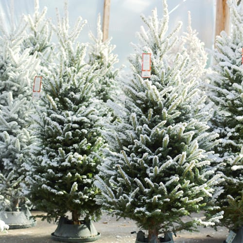 flocked christmas trees