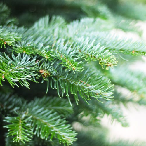 fraser fir christmas tree