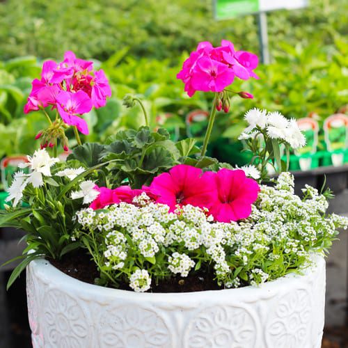 sun container garden