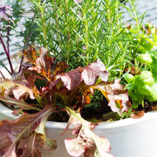 edible container garden