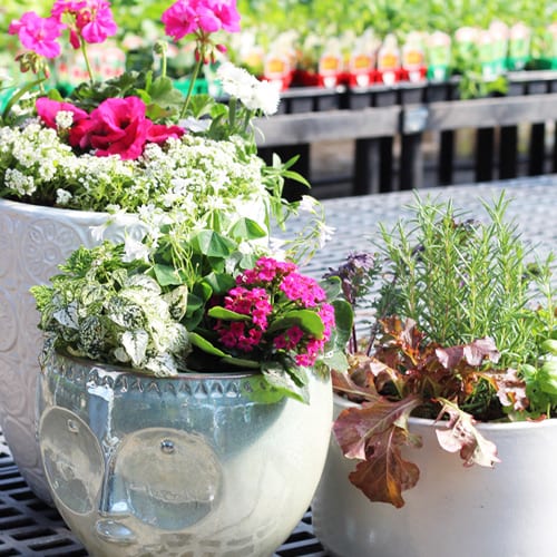 3 Easy Container Garden Recipes to Plant Now