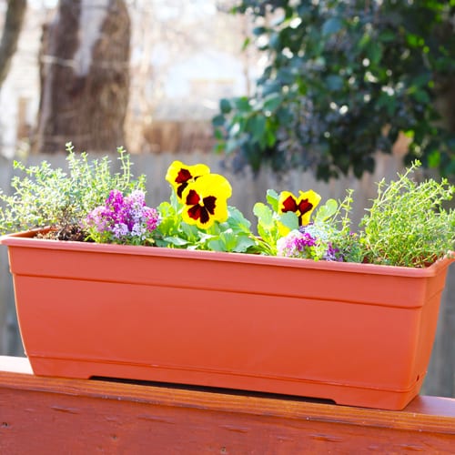 Container Gardening 101: Cool Window Boxes - Calloway's Nursery