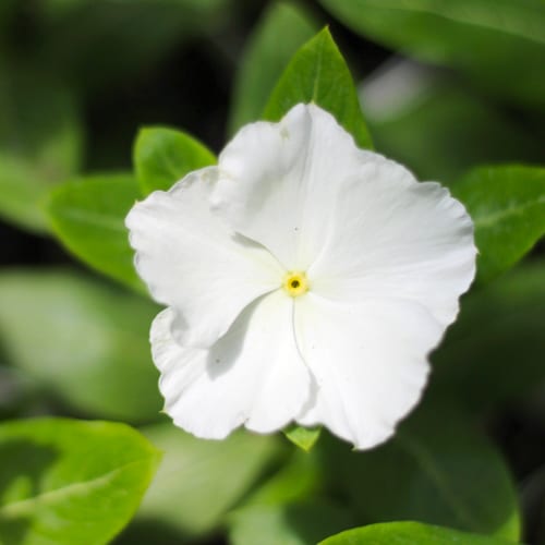 vinca - white cora