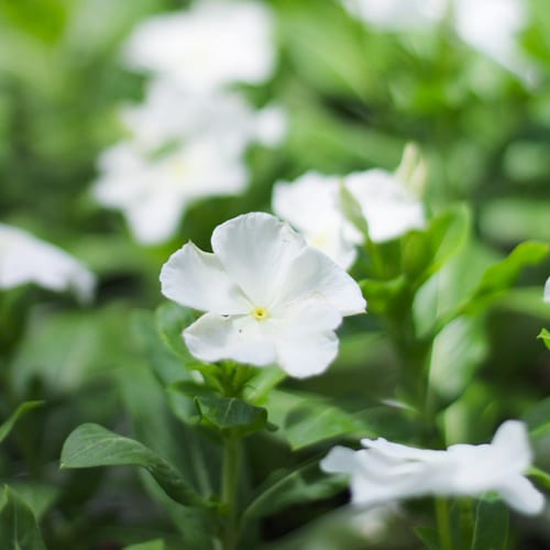 vinca - white cora xdr