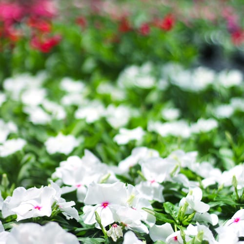 cora xdr vinca plants