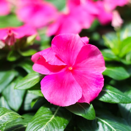 vinca - strawberry cora xdr