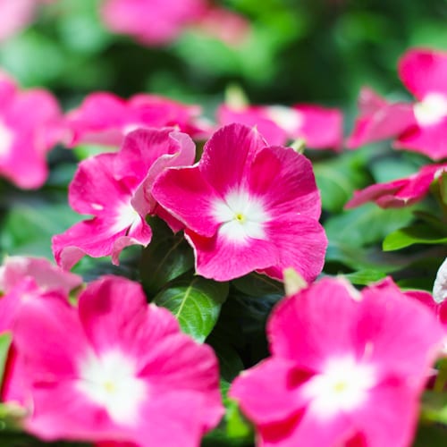 vinca - pink halo cora