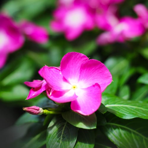 vinca - orchid cora