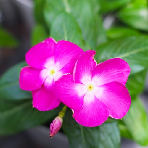 vinca - orchid cora xdr