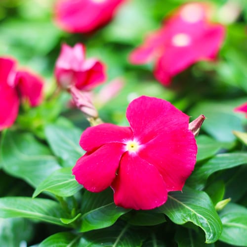 vinca - red cora xdr