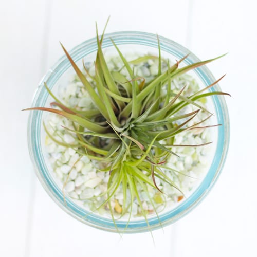 air plant ideas