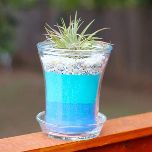 display your air plant creation